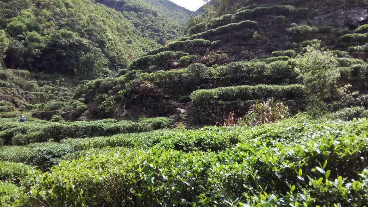 春茶之韵：丰顺县洋西坑坑尾高山茶园