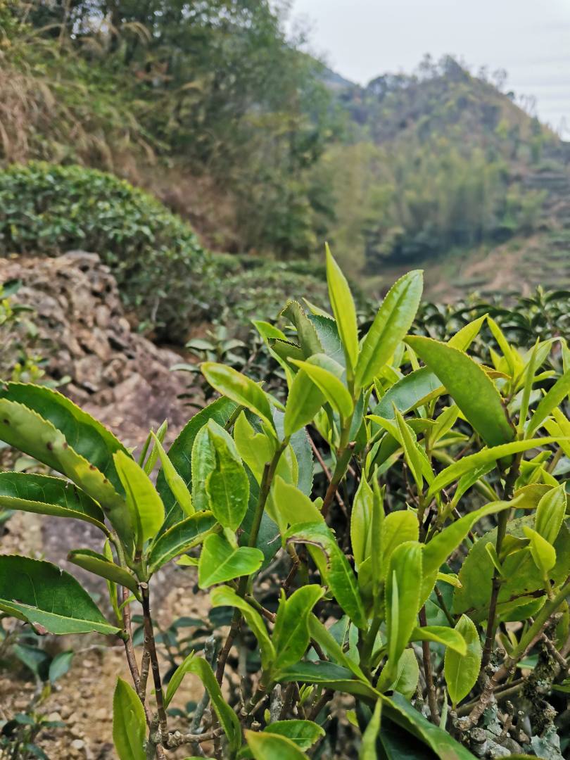 丰顺县：洋西坑坑尾茶园掠影