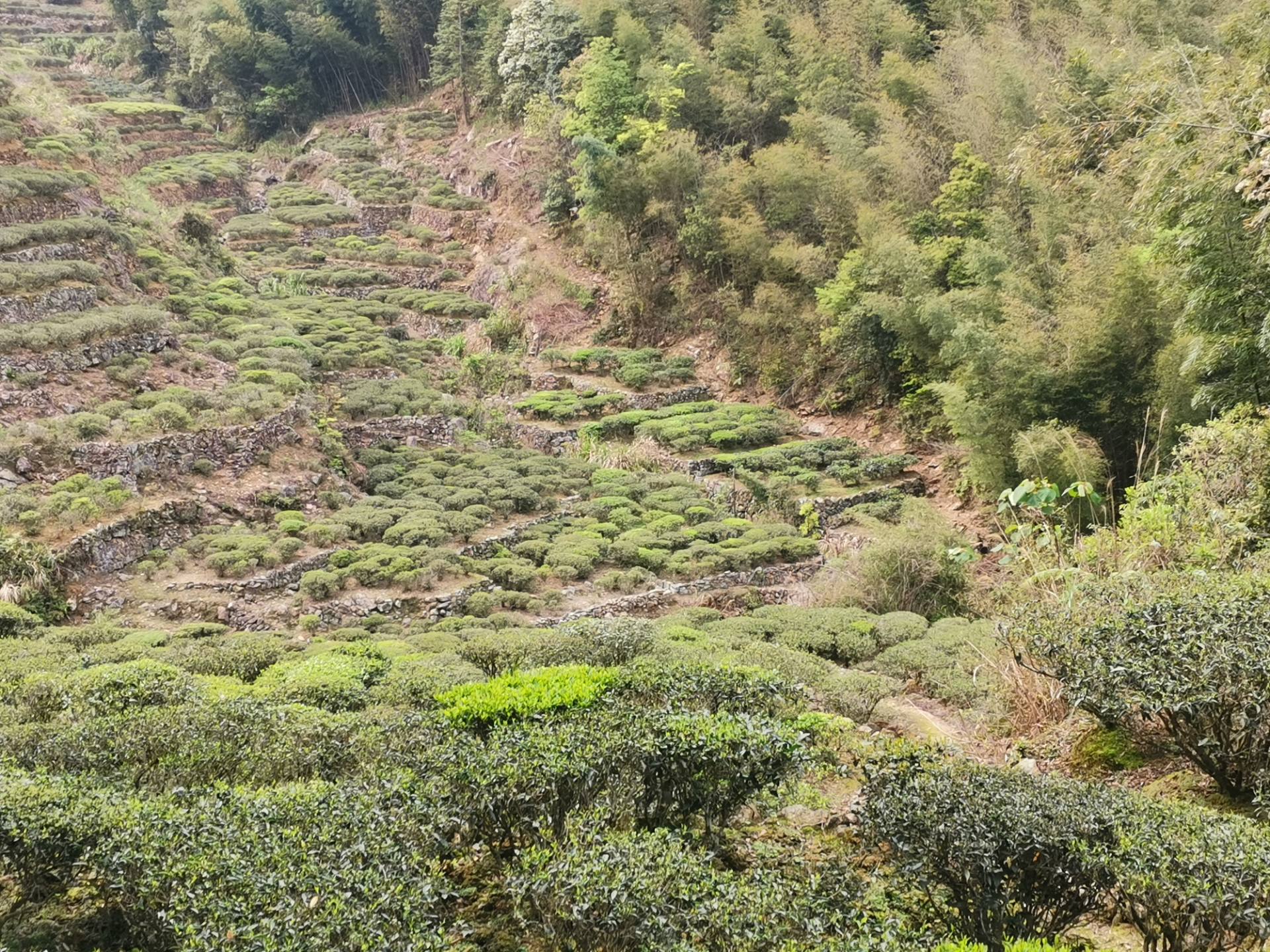 丰顺县茶叶产区分布与茶名一览（欢迎补充）