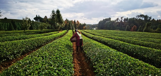乡村振兴丨科技赋能贵州茶产业提质增效