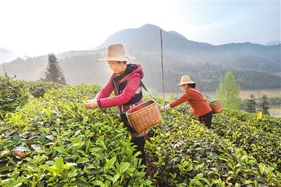 全国茶叶主产区进入采摘期——今年春茶总产量预计将超140万吨..