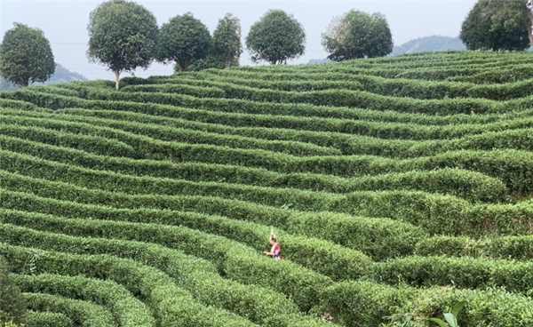 三江茶，中国早春第一茶
