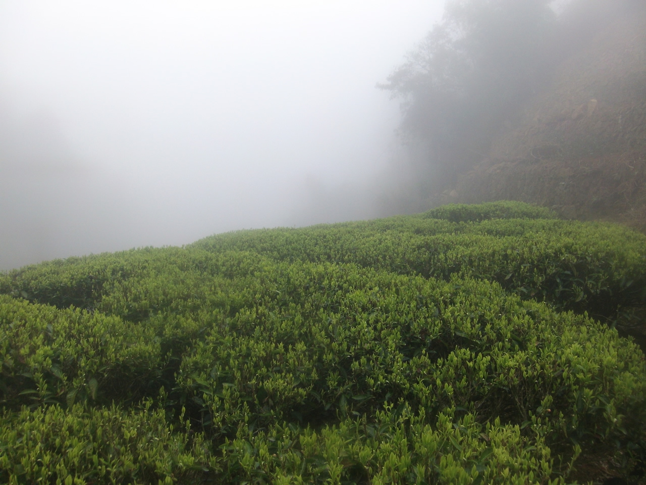 春分至，茶香飘-丰顺县洋西坑高山单丛茶近日开园始采..